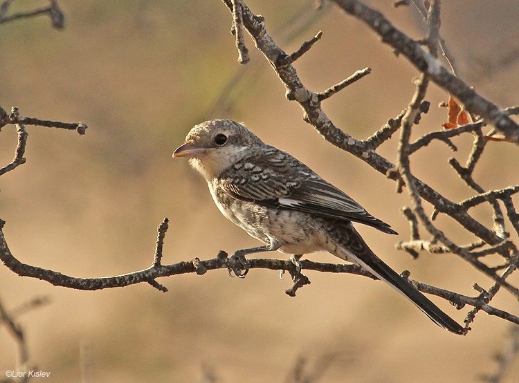    Masked Shrike  Lanius nubicus                        , ,  2010.: 